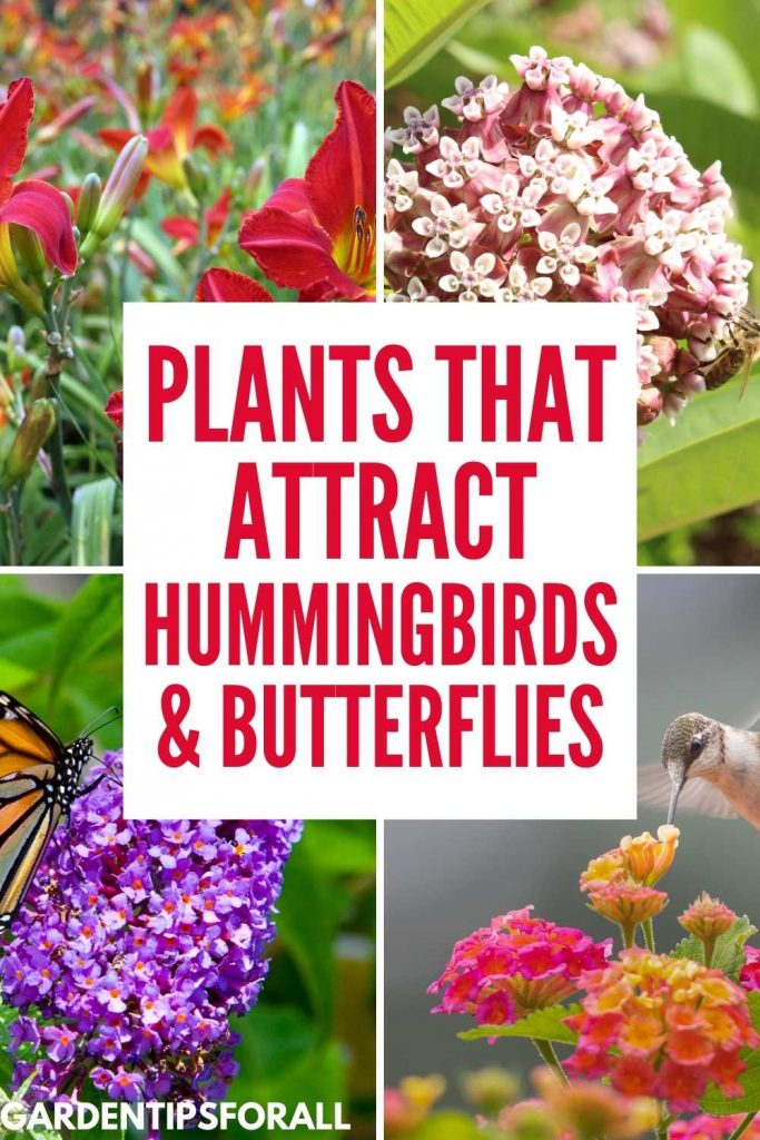 Daylilies and other plants that attract hummingbirds and butterflies.