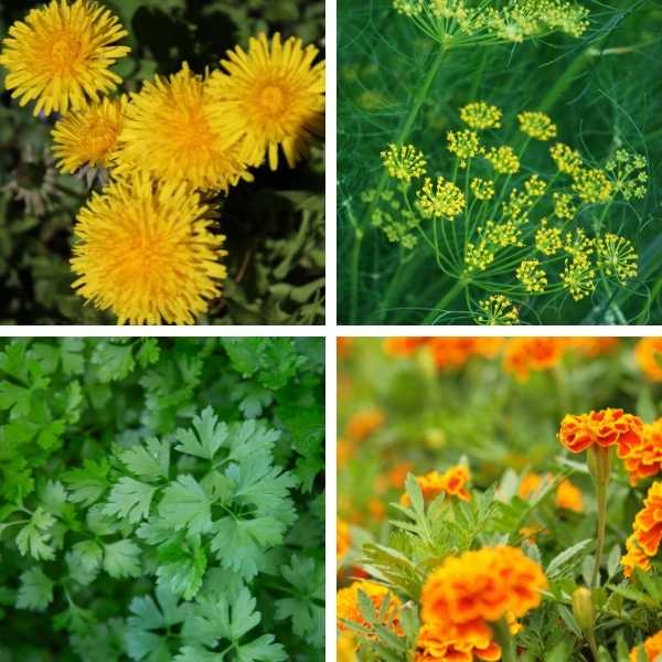 Dandelion, dill, coriander and marigold - plants that attract ladybugs and lacewings.