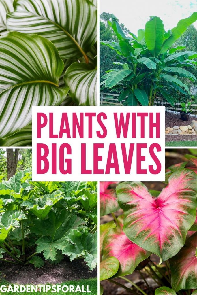 Plants with big leaves
