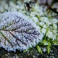 Frost on leaves - Featured image for 