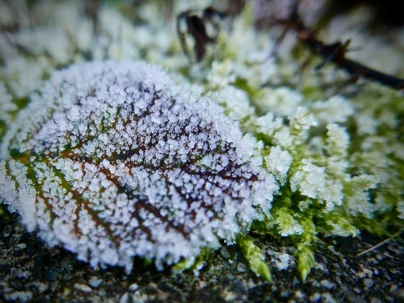 Frost on leaves - Featured image for "Preparing your garden for winter".