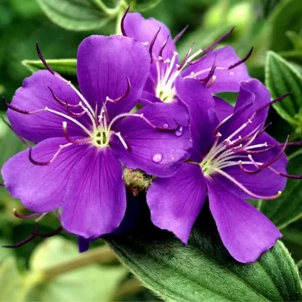 Princess Flower