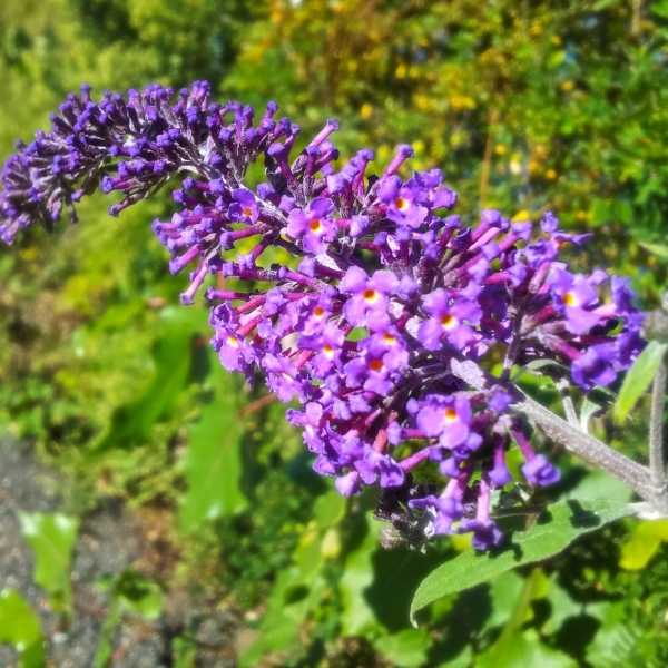 Purple Butterfly Bush