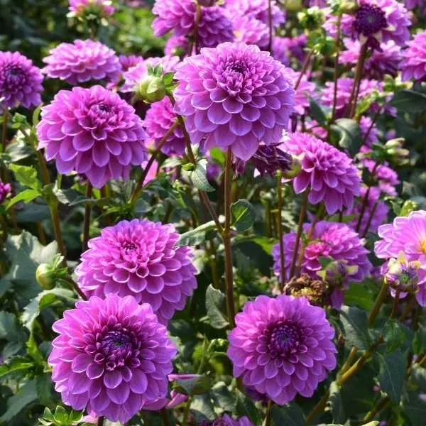 Purple Dahlias