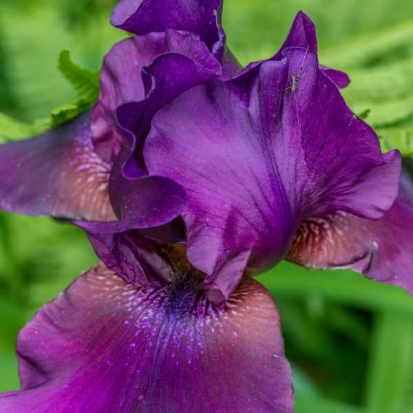 Purple German Bearded Iris