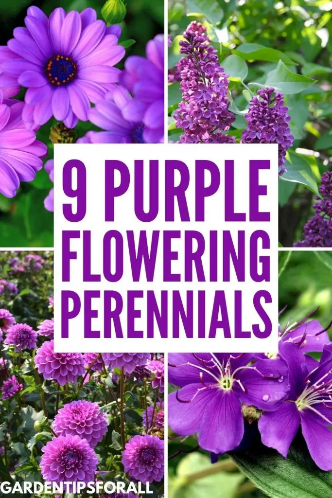 Different varieties of purple flowering perennials.