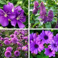 Different types of purple perennial flowers.