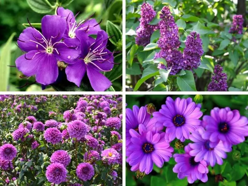 Different types of purple perennial flowers.