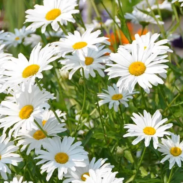 Shasta Daisy