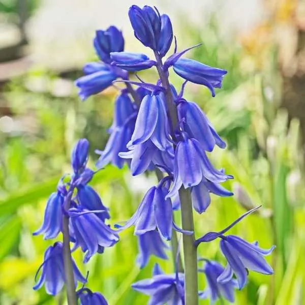 Spanish Bluebell