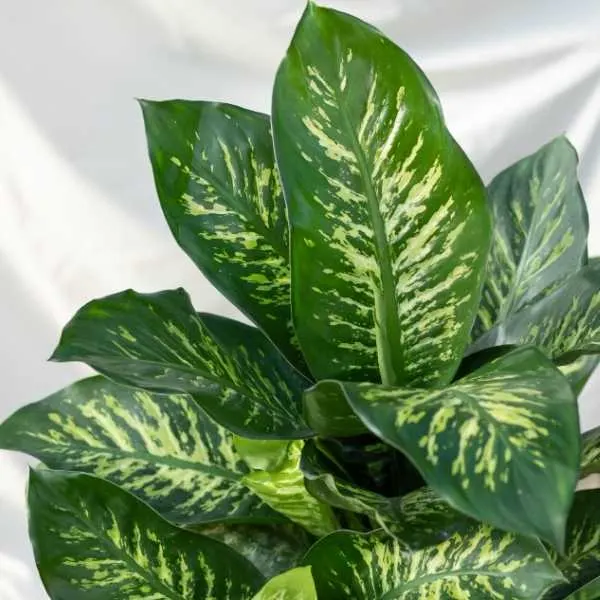 Tropic Snow Dumb Cane Plant