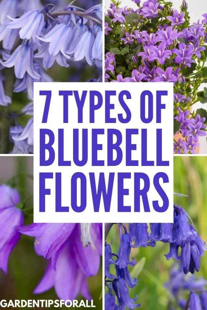 Different types of bluebell flowers