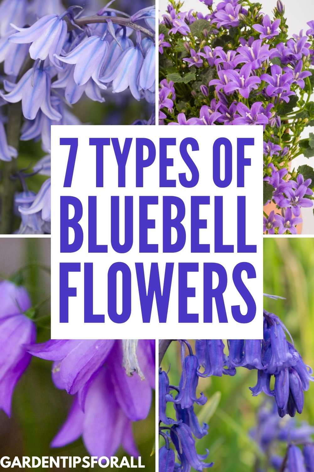 7 Different Types of Bluebells