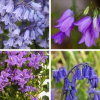 Different types of bluebells