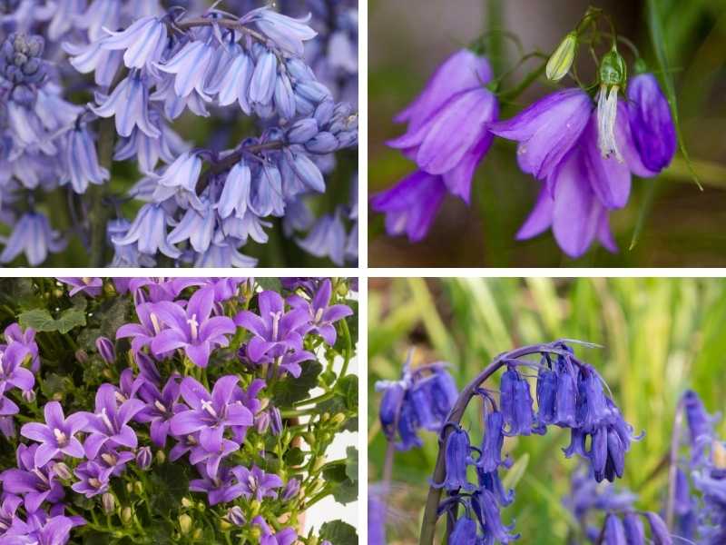 Different types of bluebells
