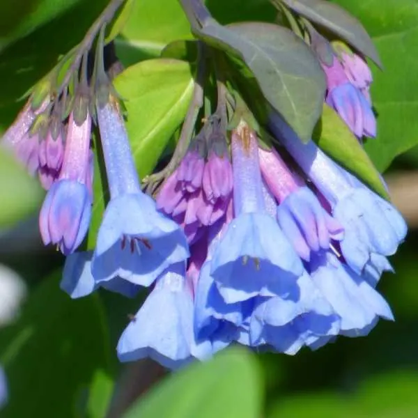 Virginia Bluebells