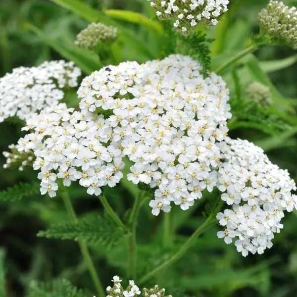 White Achilea (Yarrow)