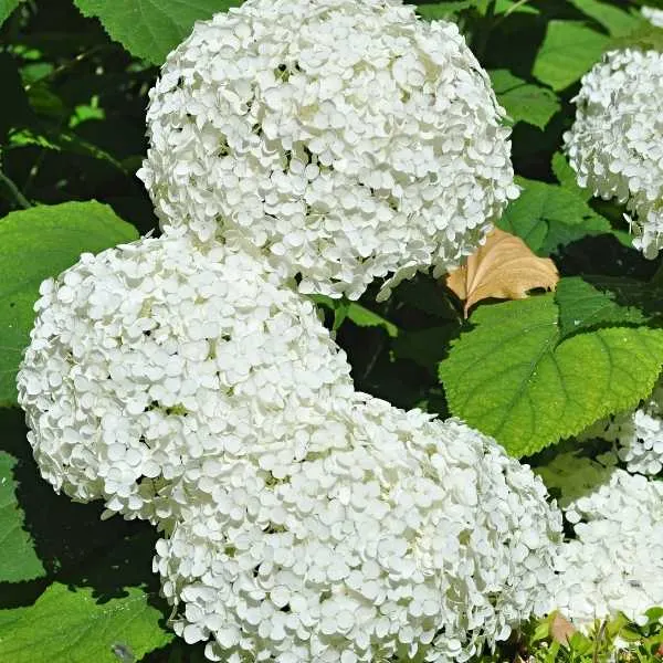 White Hydrangeas