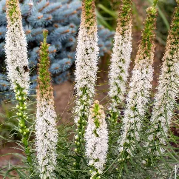 White Liatris