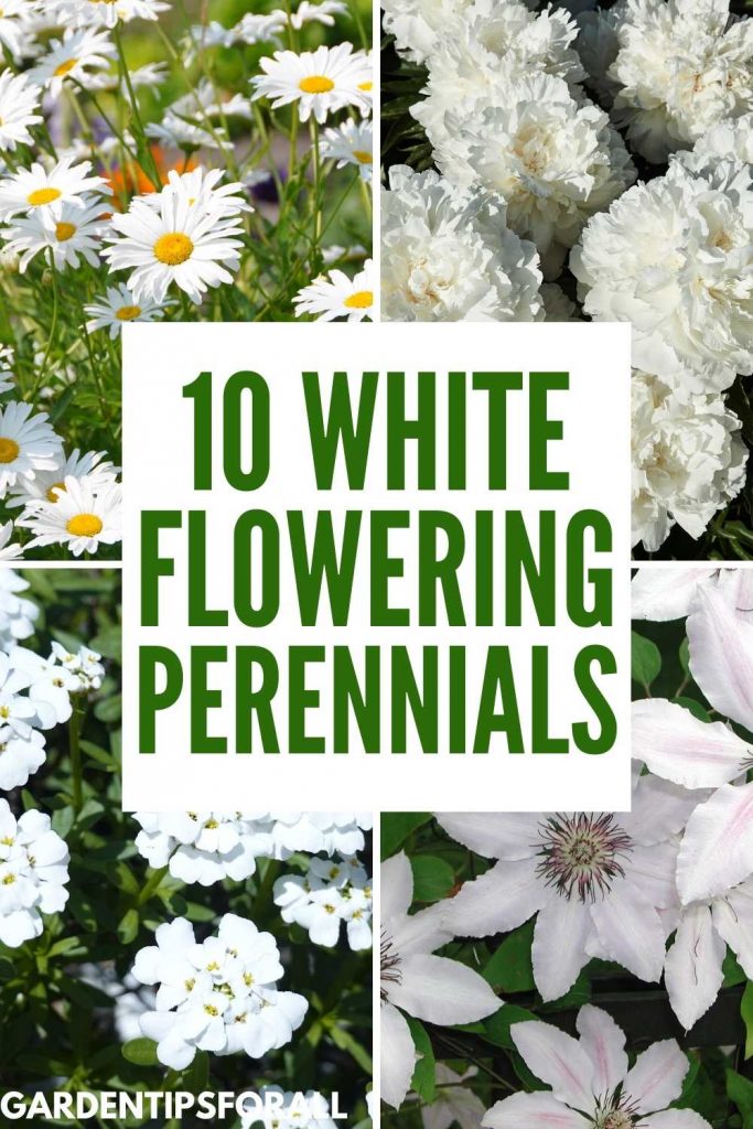 Different varieties of white flowering perennials.