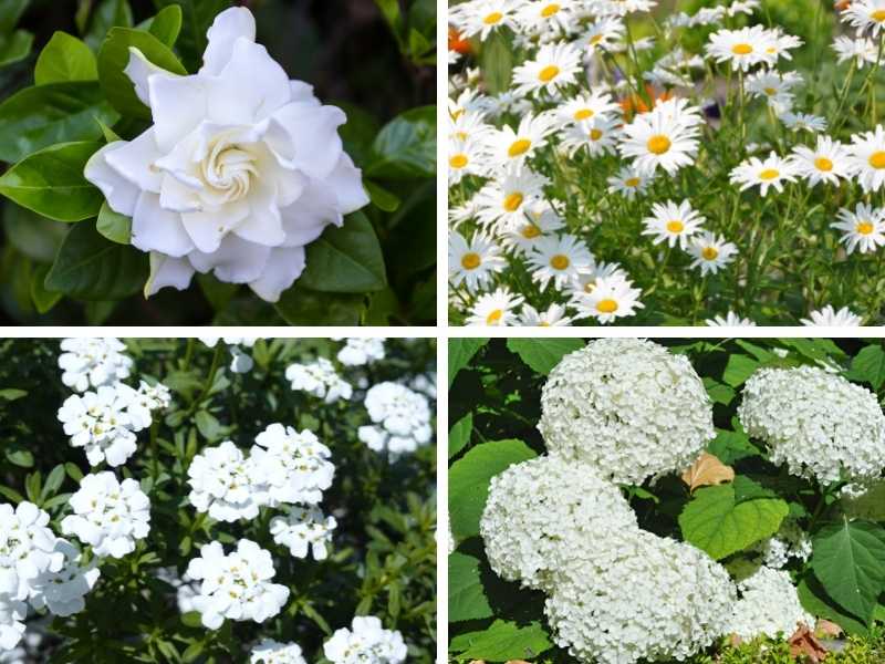 Different types of white perennial flowers.