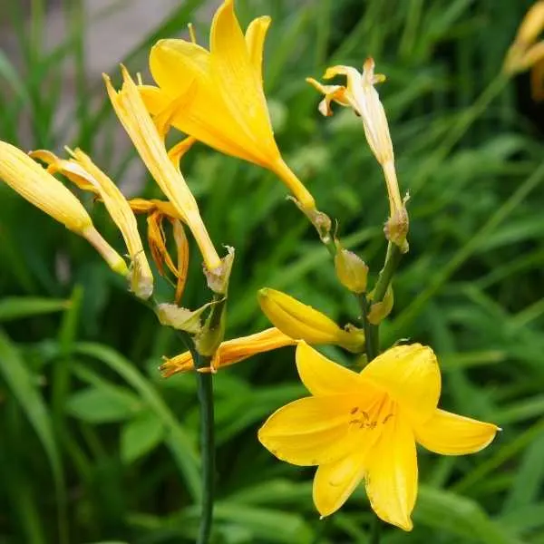 Yellow Daylily