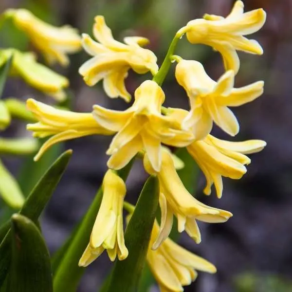 Yellow Dutch Hyacinth