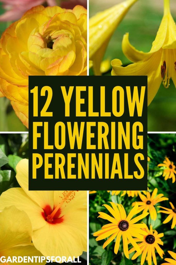 Different varieties of yellow flowering perennials.
