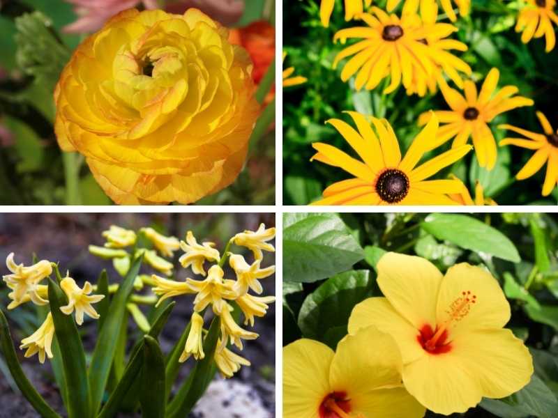 Different types of yellow perennial flower.