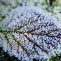 Frost on leaves - Featured image for 