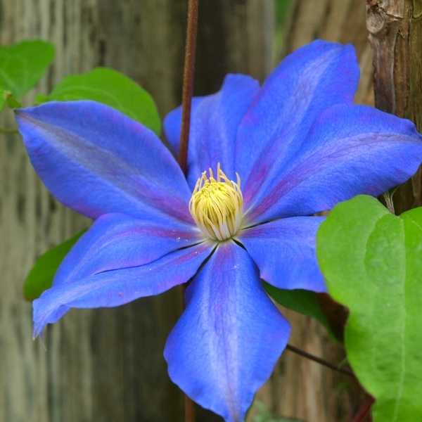 Blue Leather Flower (Clematis)