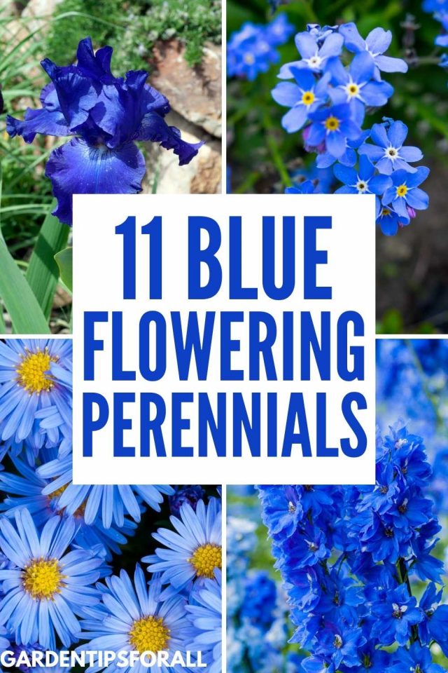 11 Blue Perennial Flowers for a Stunning Garden or Yard