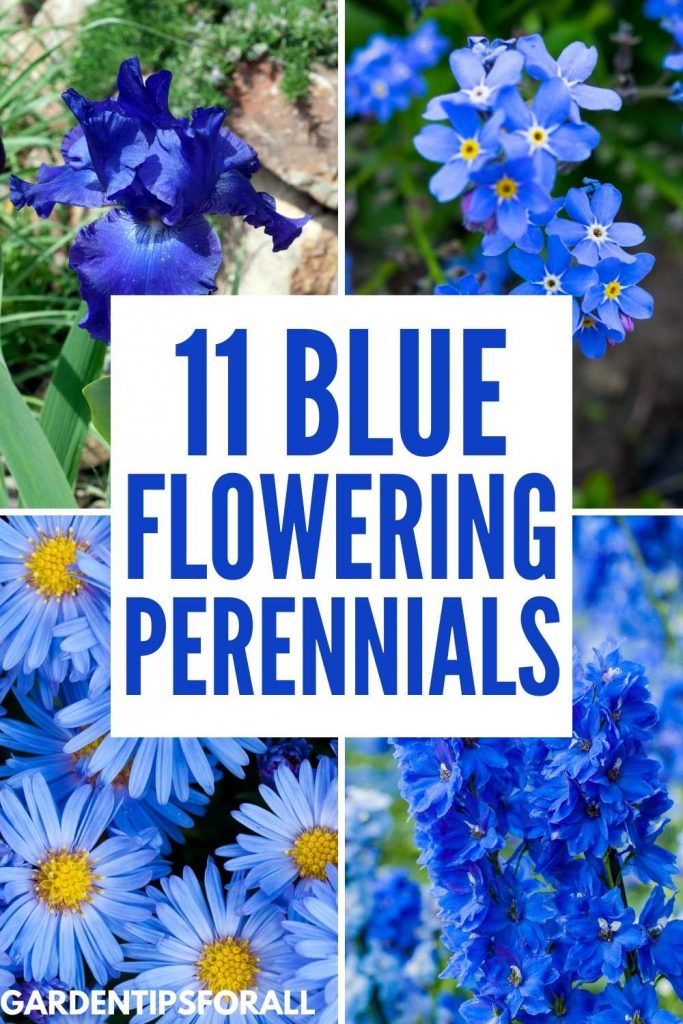 Different varieties of blue flowering perennials.