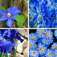 Different types of blue perennial flowers.