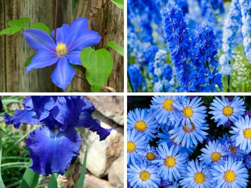 Different types of blue perennial flowers.