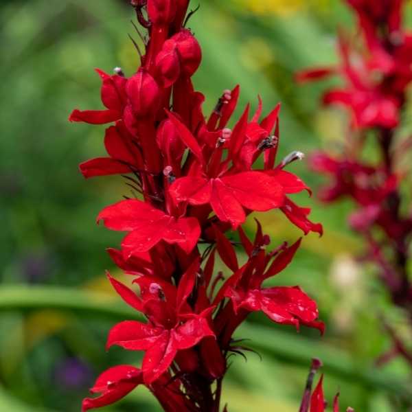 Cardinal Flowers