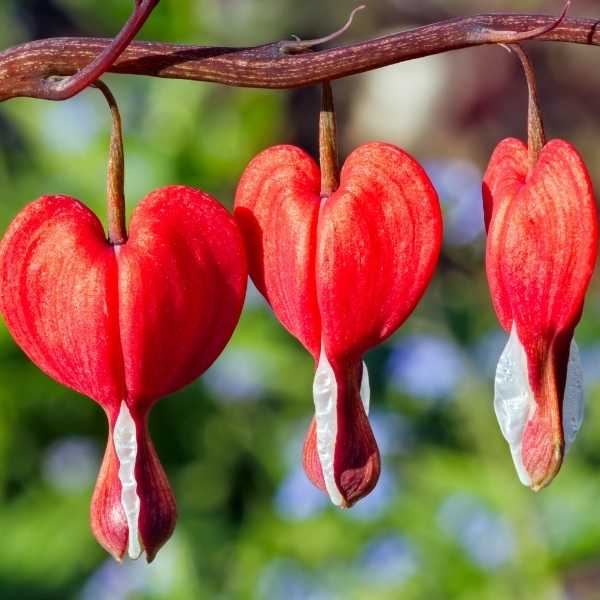 Red Bleeding Heart Flower