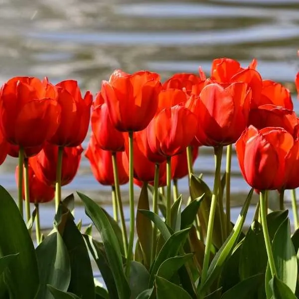 Red Tulips