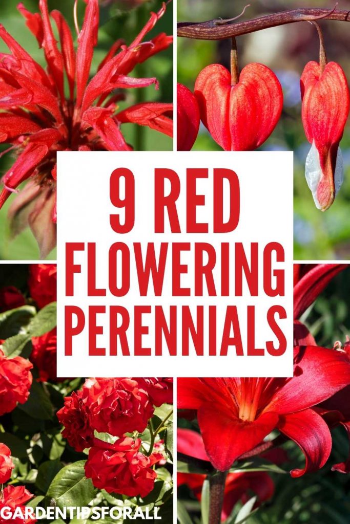 Different varieties of red flowering perennials.