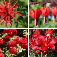 Different types of red perennial flowers.