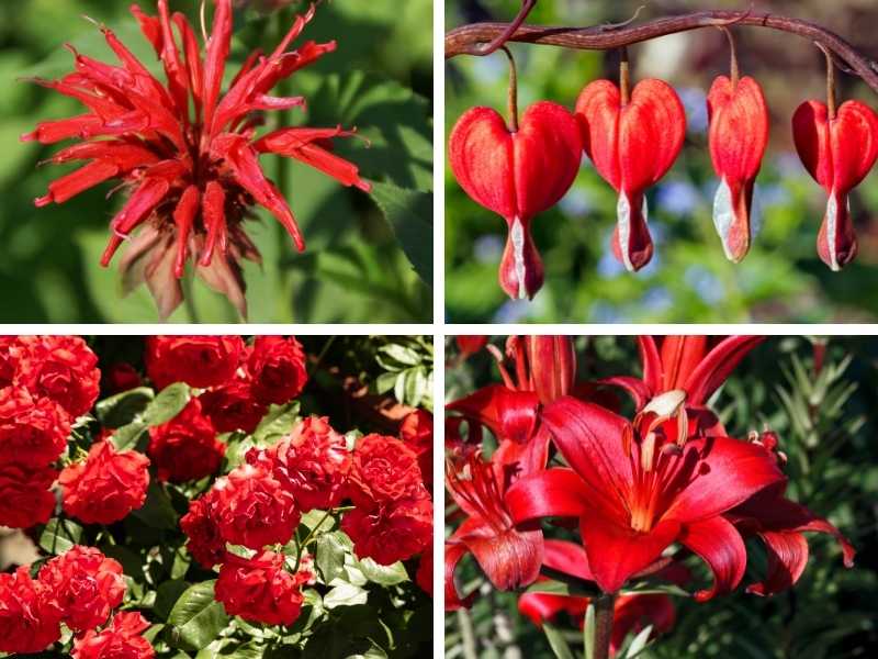 Different types of red perennial flowers.