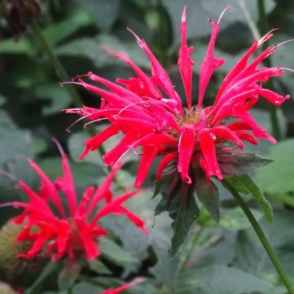 Scarlet Bee Balm