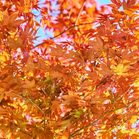 15 Plants with Variegated Leaves for Indoors and Outdoors!