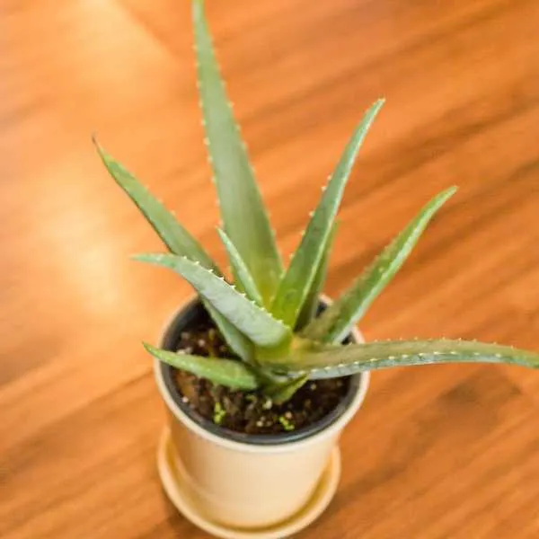 Aloe Vera Plant