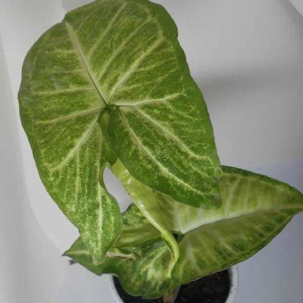 Arrowhead Plant