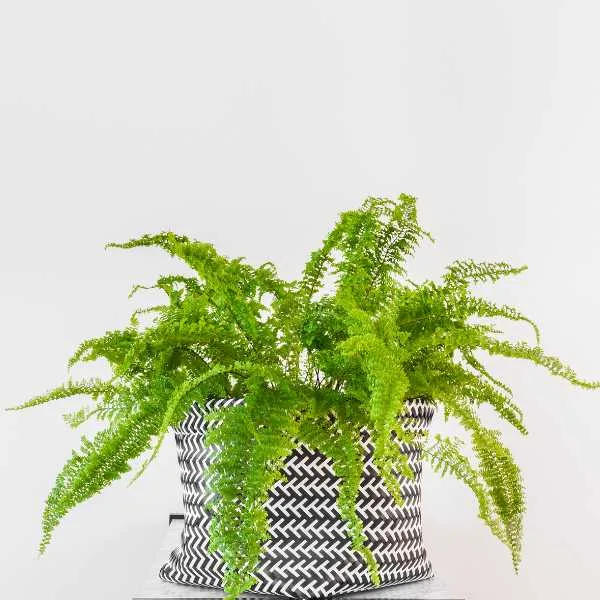 Boston Fern