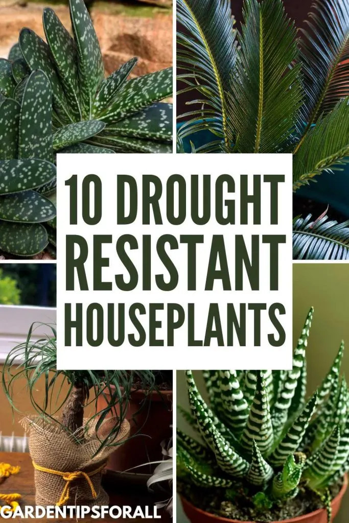 Different kinds of drought resistant houseplants.