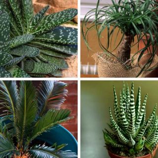 Different types of drought tolerant houseplants.