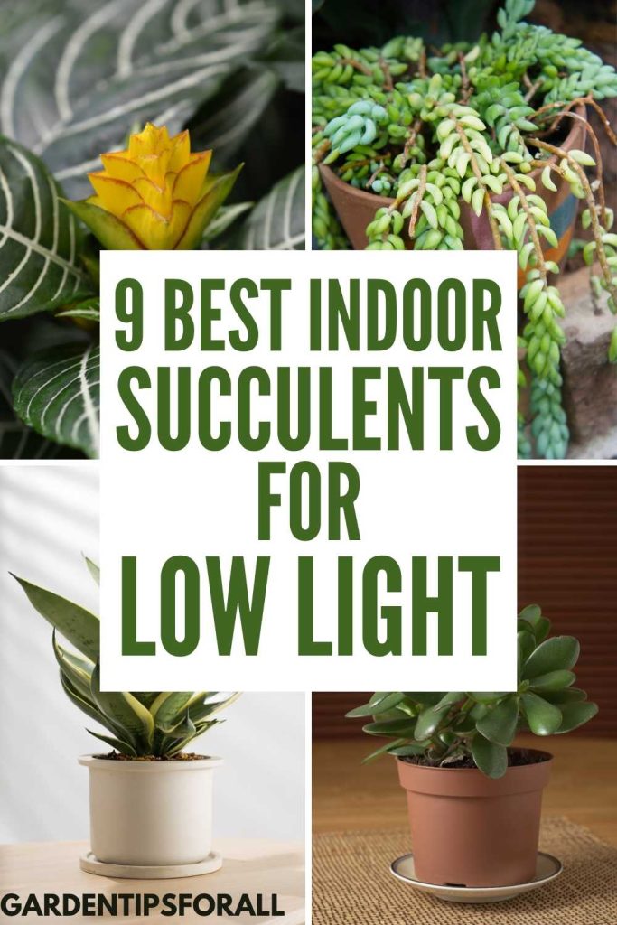 Different types of succulent plants and text that says, "9 Best indoor succulents for low light".