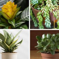Different types of low light indoor succulents.